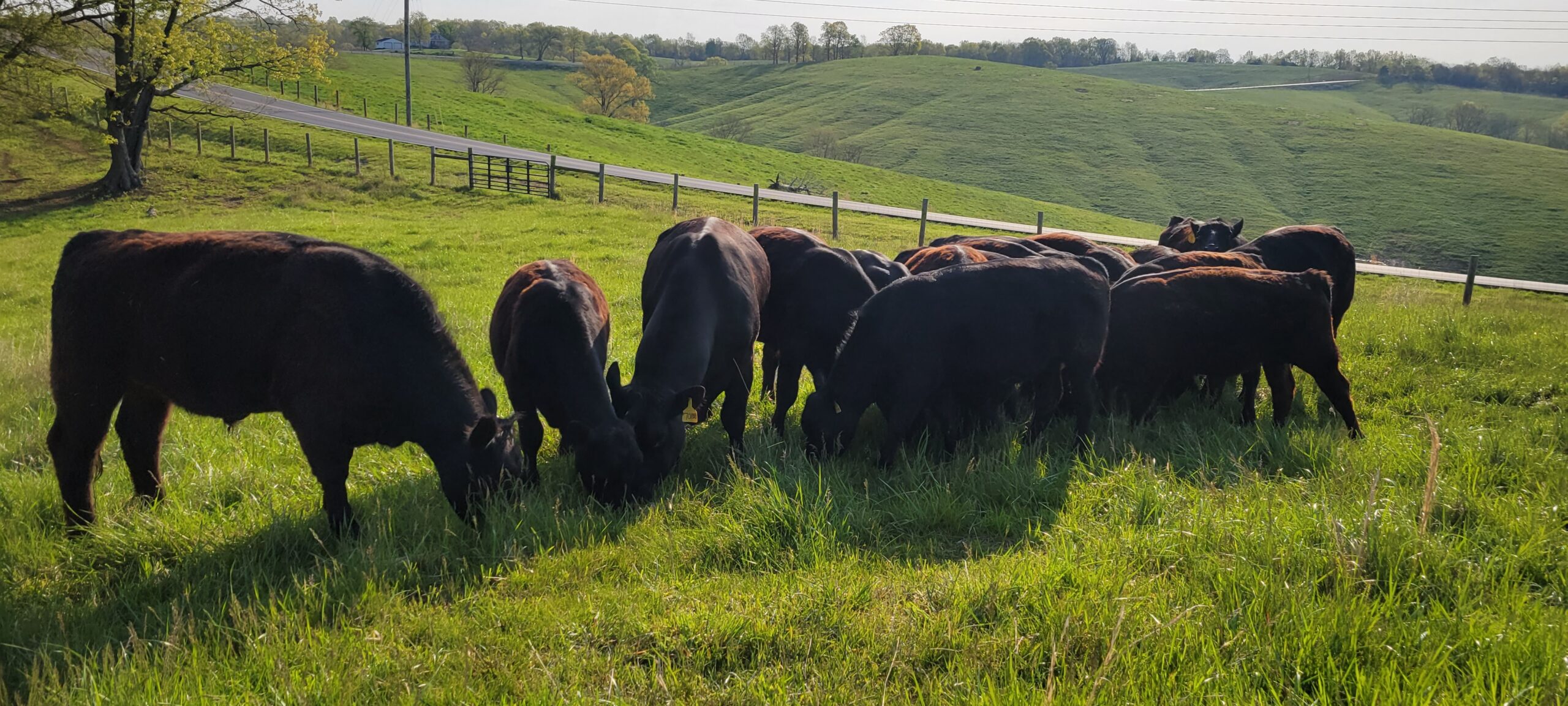 A herd of black Angus cattle grazing on green pasture, with rolling hills and a farm road behind them.