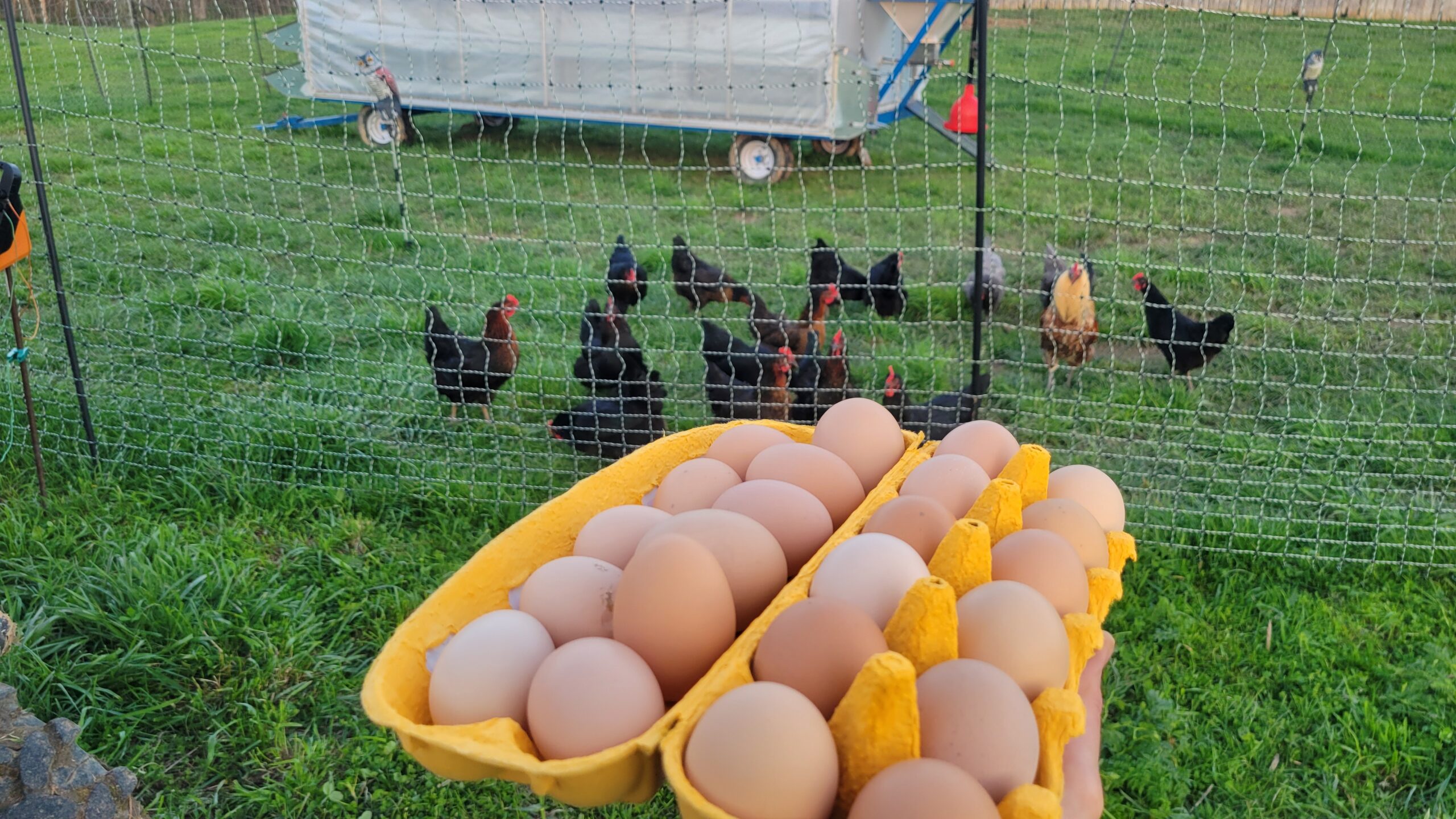 Pasture-raised eggs with deep golden yolks from Randolph Farm hens