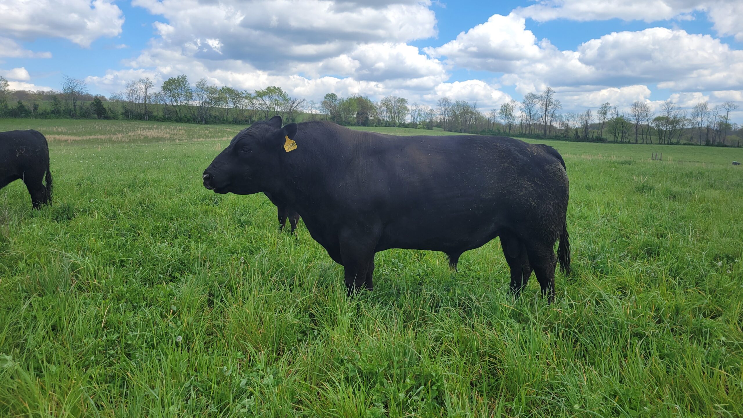 A black Angus cow grazing in green pasture under a blue sky with scattered clouds.